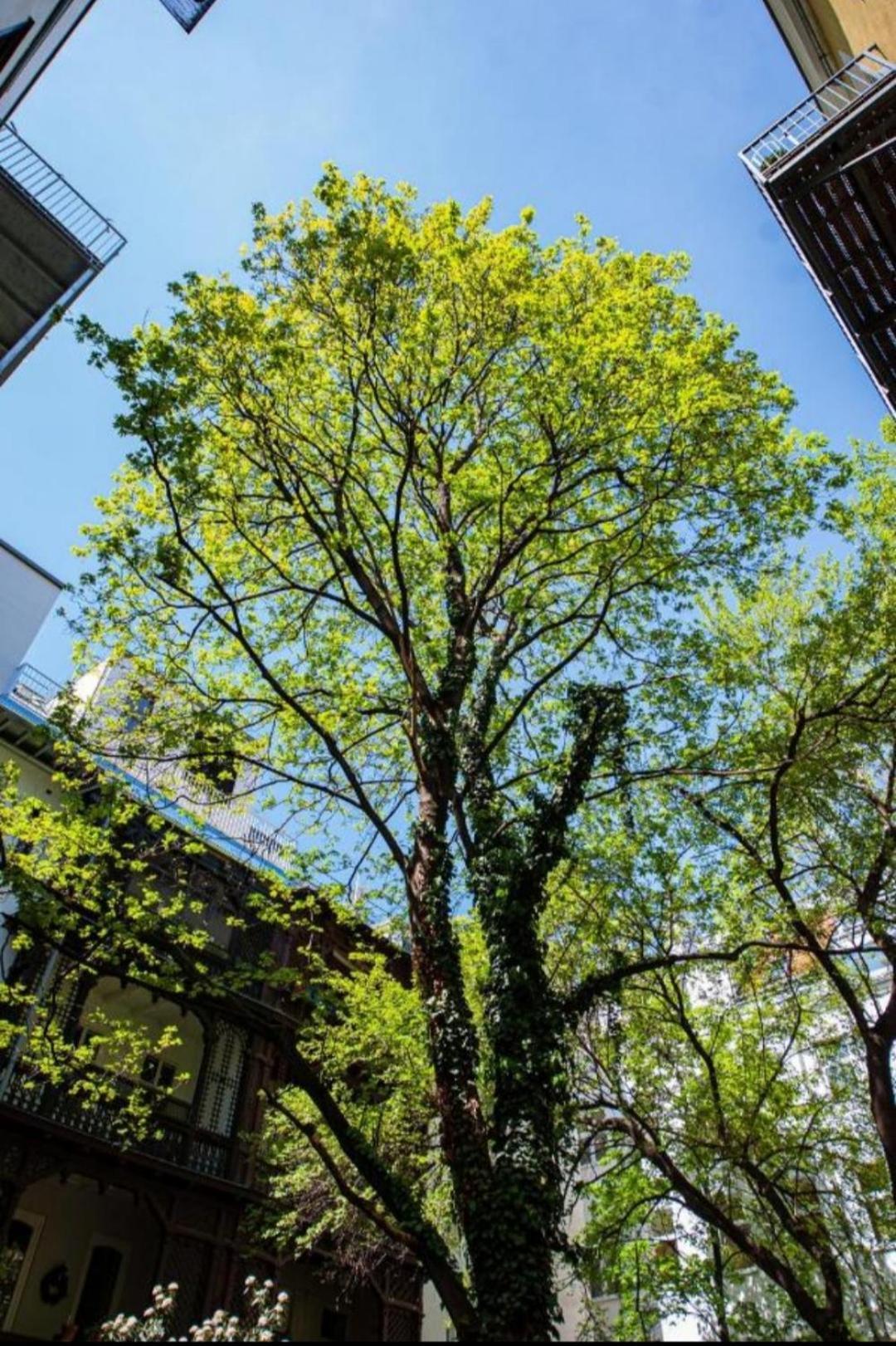 Vienna My City Apartment Garden View 外观 照片